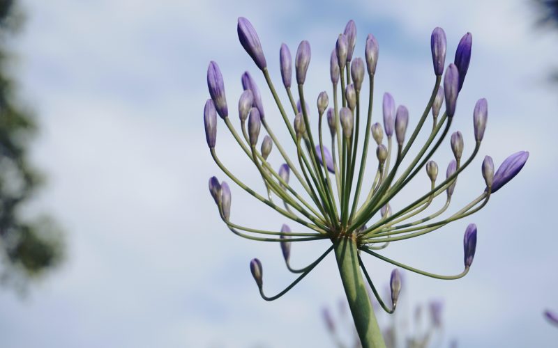 agapanthus