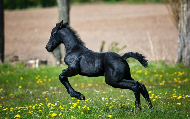 black horse running on grass field with flowers